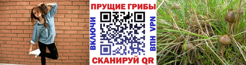 KRAKEN как зайти Грайворон Галлюциногенные грибы MAGIC MUSHROOMS где купить наркоту